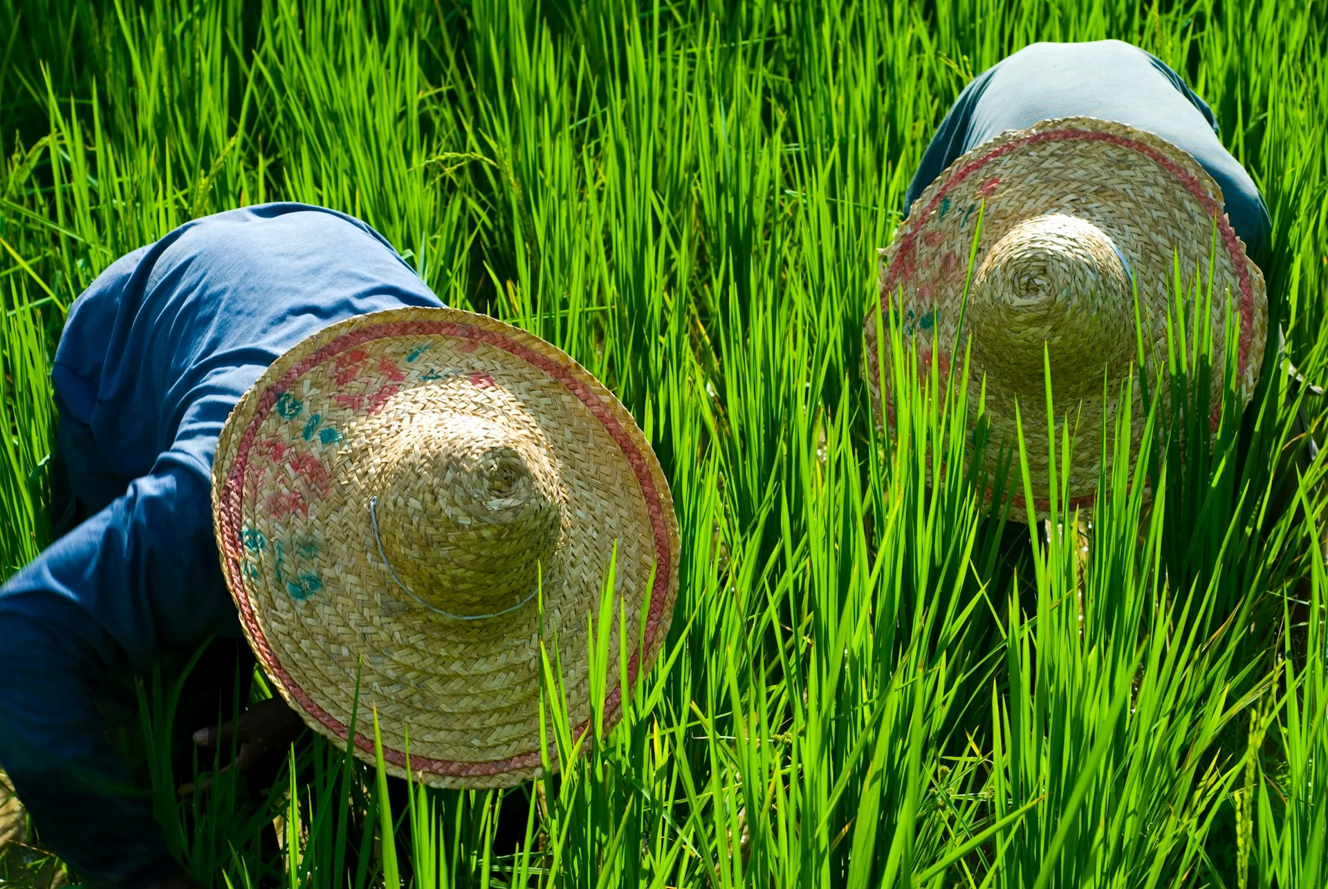 Food, labour, inequalities: The call for human health on Earth Day 2026