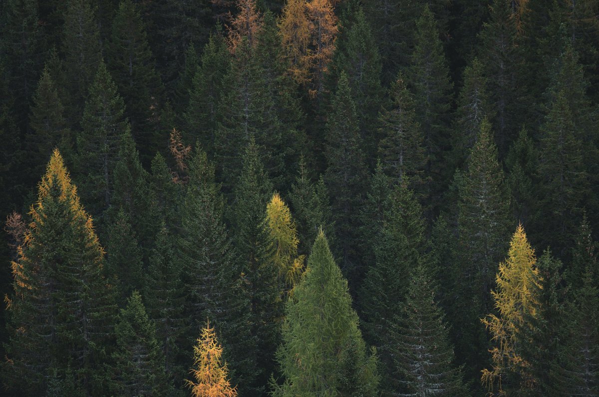 Impacts on Agriculture, Forests and Ecosystem Services - IAFES