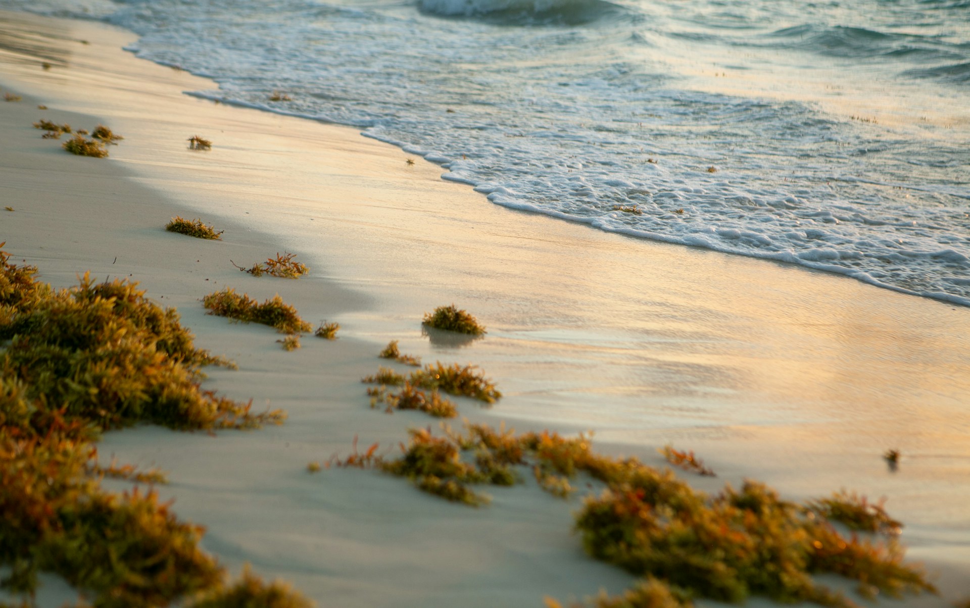 From environmental crisis to climate opportunity: New study shows how Atlantic seaweed could power carbon removal and biofuels